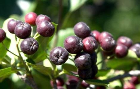 野樱莓的种植环境 国内野樱莓种植现状