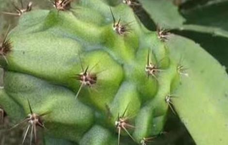 黄皮火龙果种植条件（黄皮火龙果种植条件和方法）