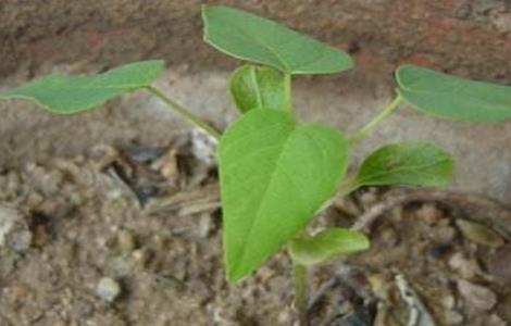 木瓜的繁殖方法 木瓜的繁殖方法有几种