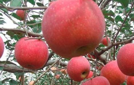 苹果树花前如何复剪（苹果树花前复剪视频）