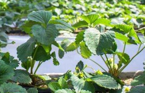 草莓不结果是什么原因 草莓不结果是什么原因造成的