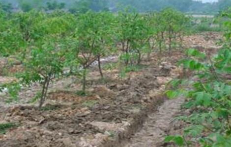 果园土壤板结是怎样造成的 什么会造成土壤板结