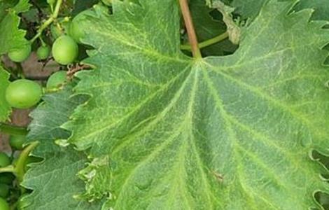 葡萄发生药害该怎么办(葡萄病害防治与用药)