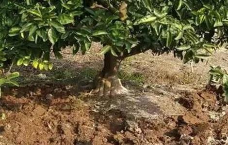 柑橘种植土壤要求 柑橘种植土壤要求标准