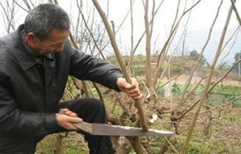 桑葚树修剪技术(桑葚树修剪技术图解)