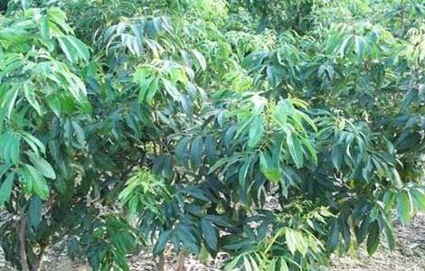 荔枝的生长过程(荔枝的生长过程简介)