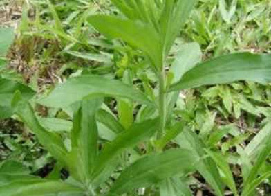 茼蒿种植技术和注意事项介绍 茼蒿的种植方法和步骤