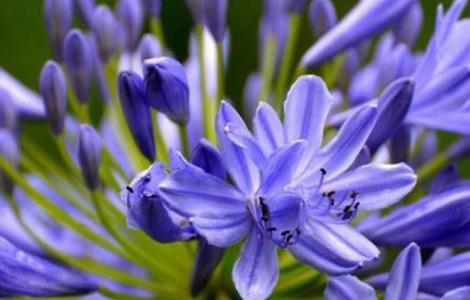 百子莲怎么盆栽(百子莲盆栽为什么不容易开花)