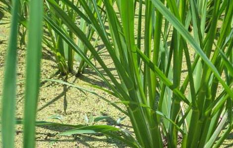 茭白高产栽培技术 茭白高产栽培技术要点