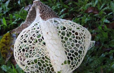 竹荪的高效栽培技术 竹荪栽培新技术