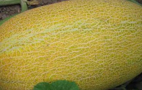 哈密瓜种植技术(哈密瓜种植技术管理视频)