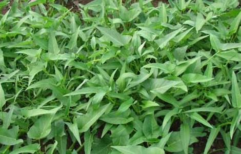 空心菜的高效栽培管理技术 空心菜栽培技术要点