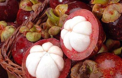 山竹的高产栽植技术(山竹的栽培技术)