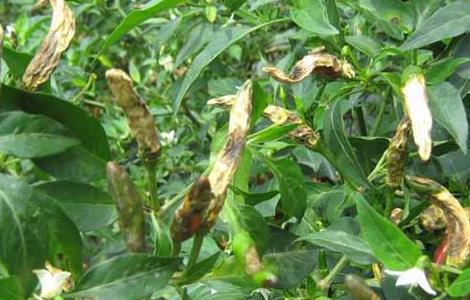 辣椒炭疽病防治技术（辣椒炭疽病防治技术展望）