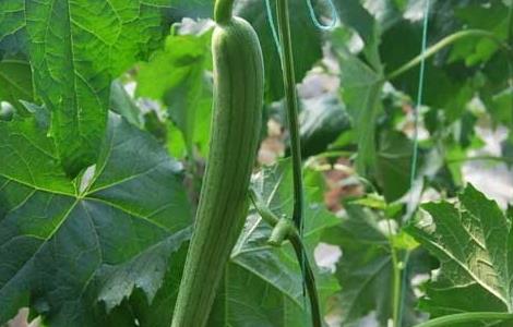 丝瓜高产种植技术（丝瓜高产种植技术视频）