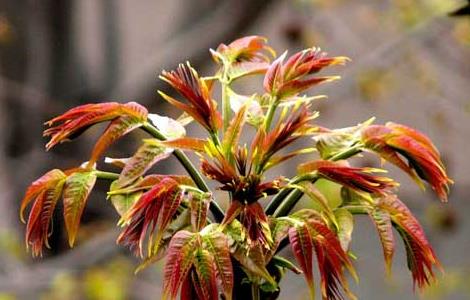 香椿高效栽培技术 种植香椿技术