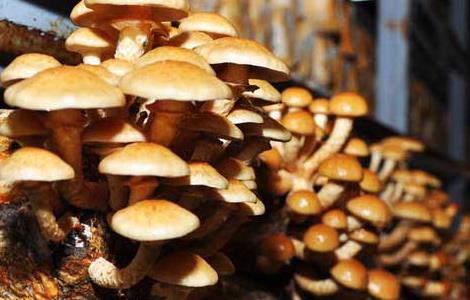 滑子菇高产栽培技术 滑子菇高产栽培技术与管理