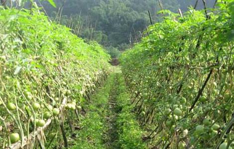 常见蔬菜露天种植时间（各种蔬菜露地种植时间）