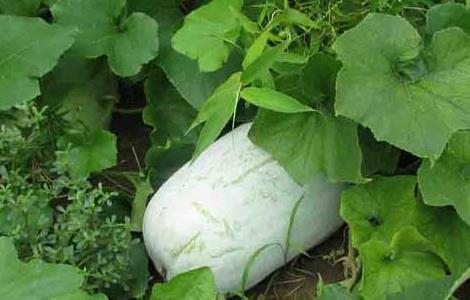 冬瓜的种植时间是什么时候 冬瓜每年什么时候种植