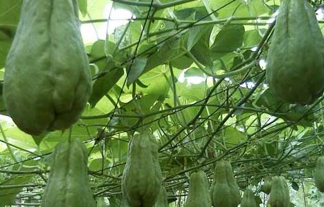 佛手瓜栽培技术 佛手瓜栽培技术视频