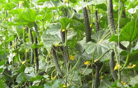 黄瓜炭疽病防治技术 黄瓜炭疽病防治技术方案