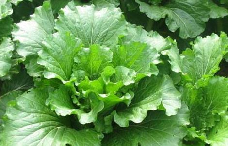 大白菜栽培技术(白菜栽培技术)