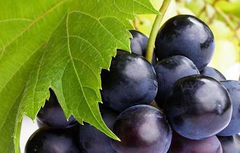 葡萄的品种有哪些? 葡萄的品种有哪些?二年级