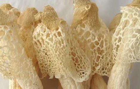 竹荪的产地主要有哪些(竹荪的产地主要有哪些品种)