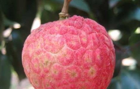 荔枝品种有哪些? 广西荔枝品种有哪些