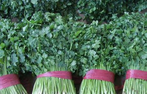 香菜种植技术 香菜的种植时间和方法