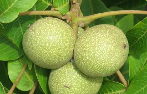 核桃的产地有哪些?（核桃的产地有哪些地方）