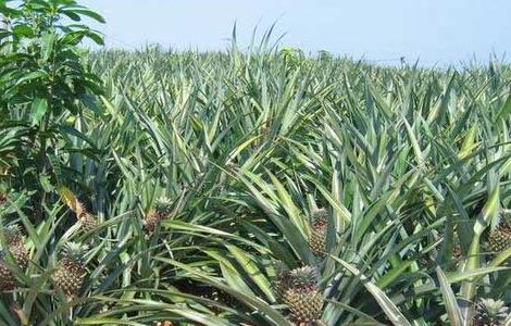 菠萝长在哪里的（菠萝长在哪儿的）