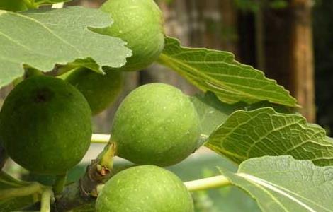 中国无花果产地有哪些 中国无花果产地有哪些国家