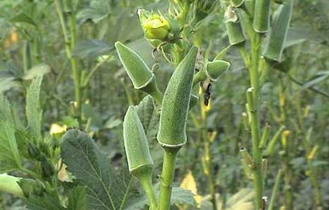 黄秋葵的产地（黄秋葵产地广东哪里）