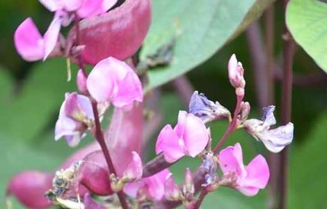 扁豆种植技术 扁豆种植技术与管理