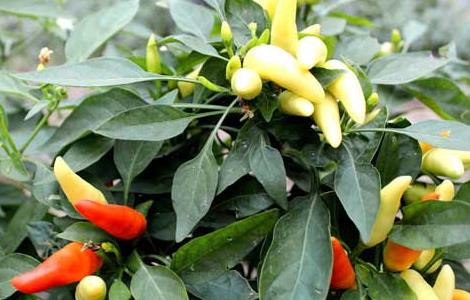 辣椒猝倒病防治技术 大棚辣椒苗猝倒病怎么治疗