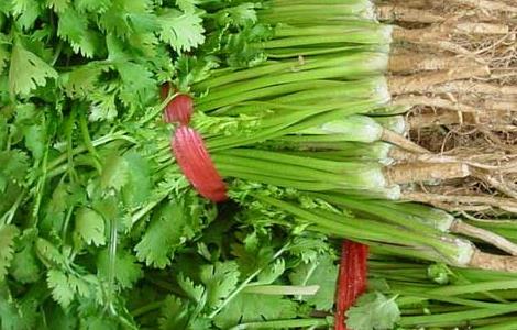 香菜的种植方法 种香菜怎么种