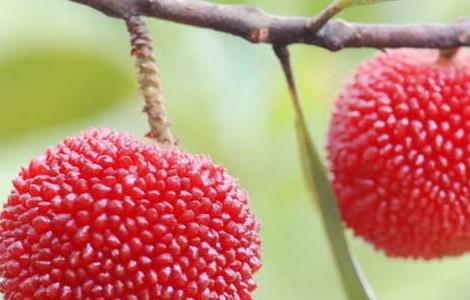 杨梅什么时候成熟 杨梅什么时候成熟季节