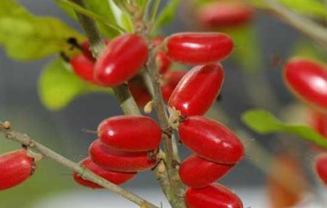 神秘果种植技术(神秘果种植技术视频)