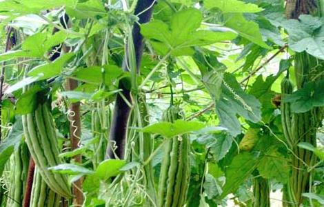 苦瓜的种植时间 苦瓜的种植方法和高产技术