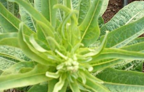 莴笋种植时间是什么时候 莴笋是几月种植