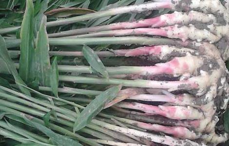 生姜的种植时间是什么时候 生姜的种植季节是什么时候