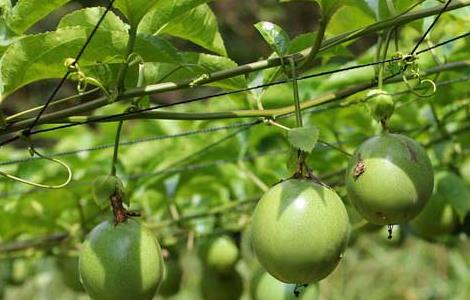 百香果有种植前景吗（百香果的种植前景如何）