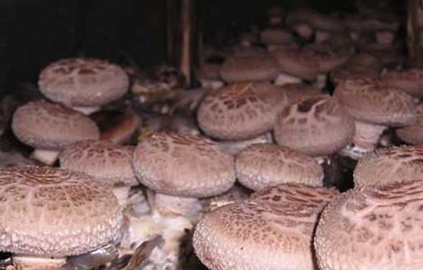 香菇的产地有哪些（香菇产于哪些地方）