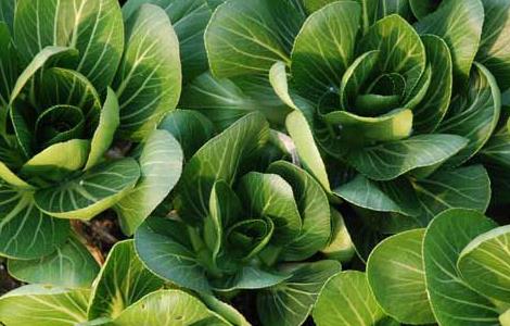 青菜的四季种植方法 青菜的四季种植方法图片