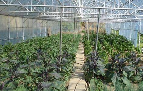 大棚蔬菜种植利润 大棚蔬菜种植利润多少