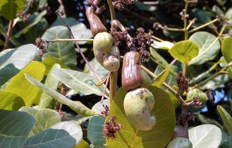 腰果能生吃吗 腰果可以直接生吃吗