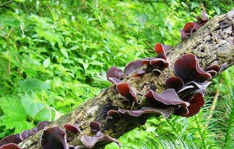 木耳产地主要有那些地方 什么产地的木耳最好