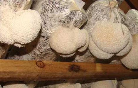 猴头菇产地分布有哪些? 猴头菇产地分布有哪些国家