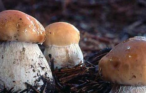 牛肝菌的产地分布有哪些 牛肝菌的产地分布有哪些国家